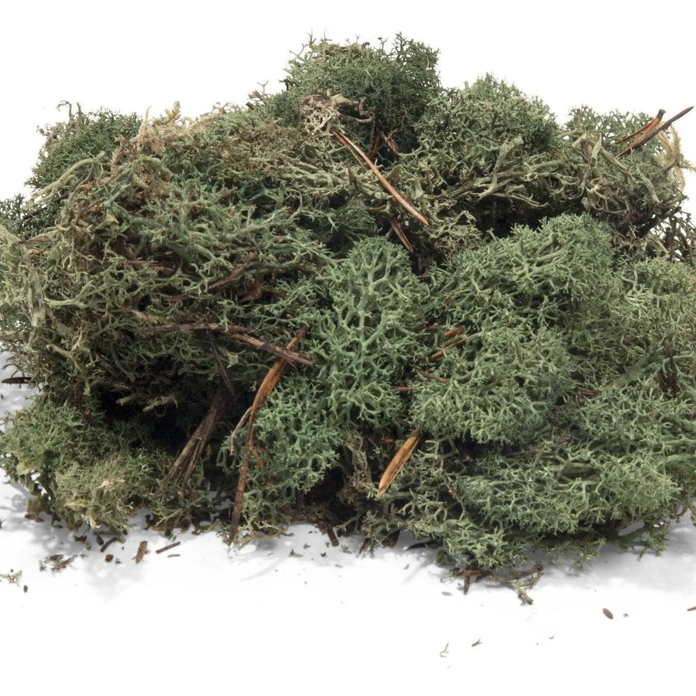 Iceland lichen soft olive green (ca. 100g) - ZZGames.dk