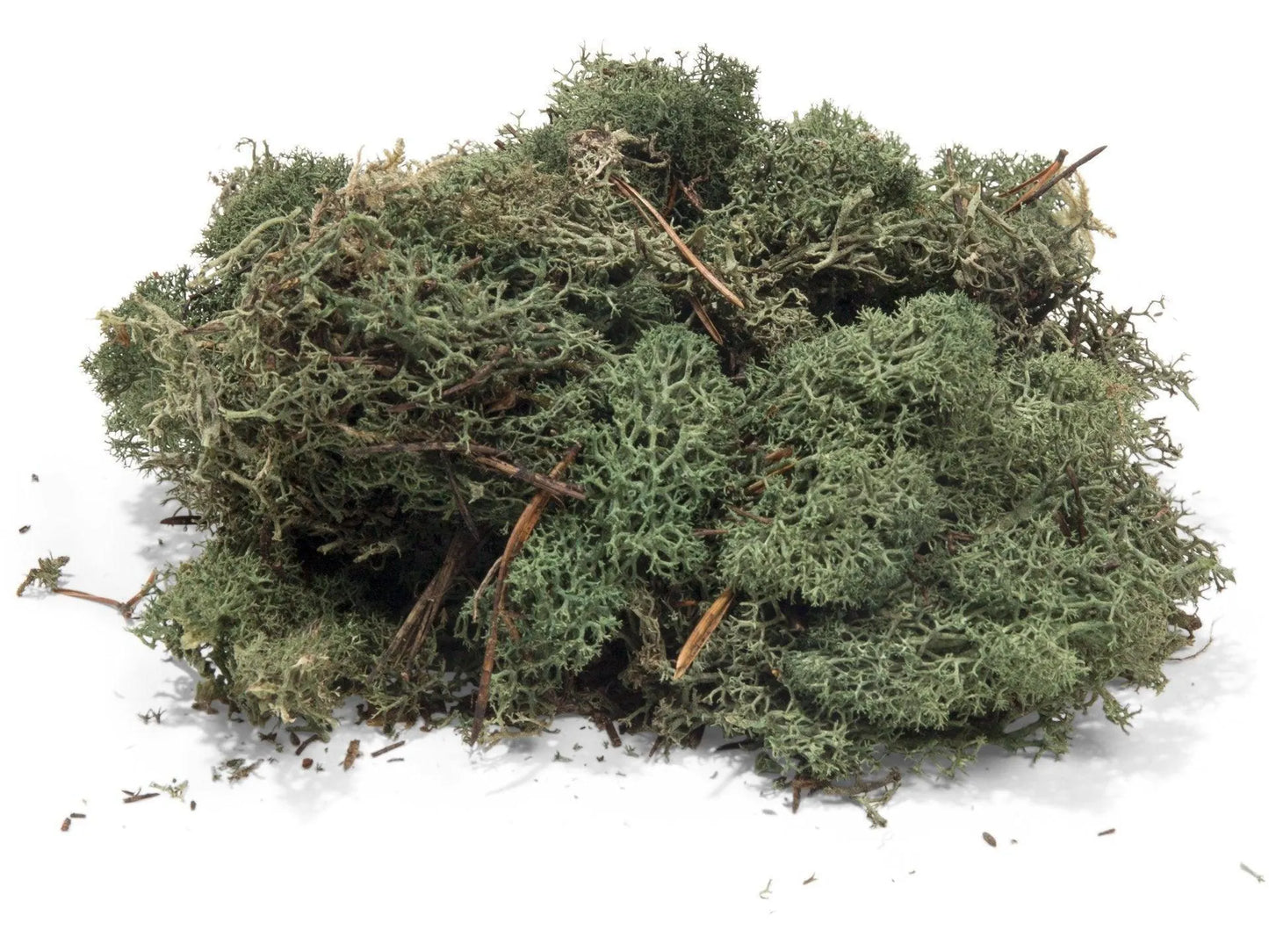 Iceland lichen soft olive green (ca. 100g) - ZZGames.dk